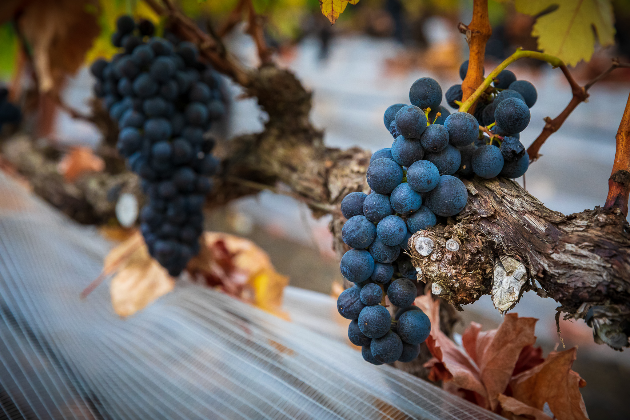 El CRDO de Vinos de Gran Canaria reporta un ligero aumento de producción en su vendimia